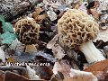 Morchella esculenta-amf1295-1